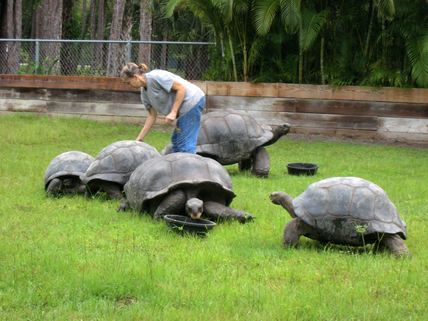 ALDABRA BREEDER