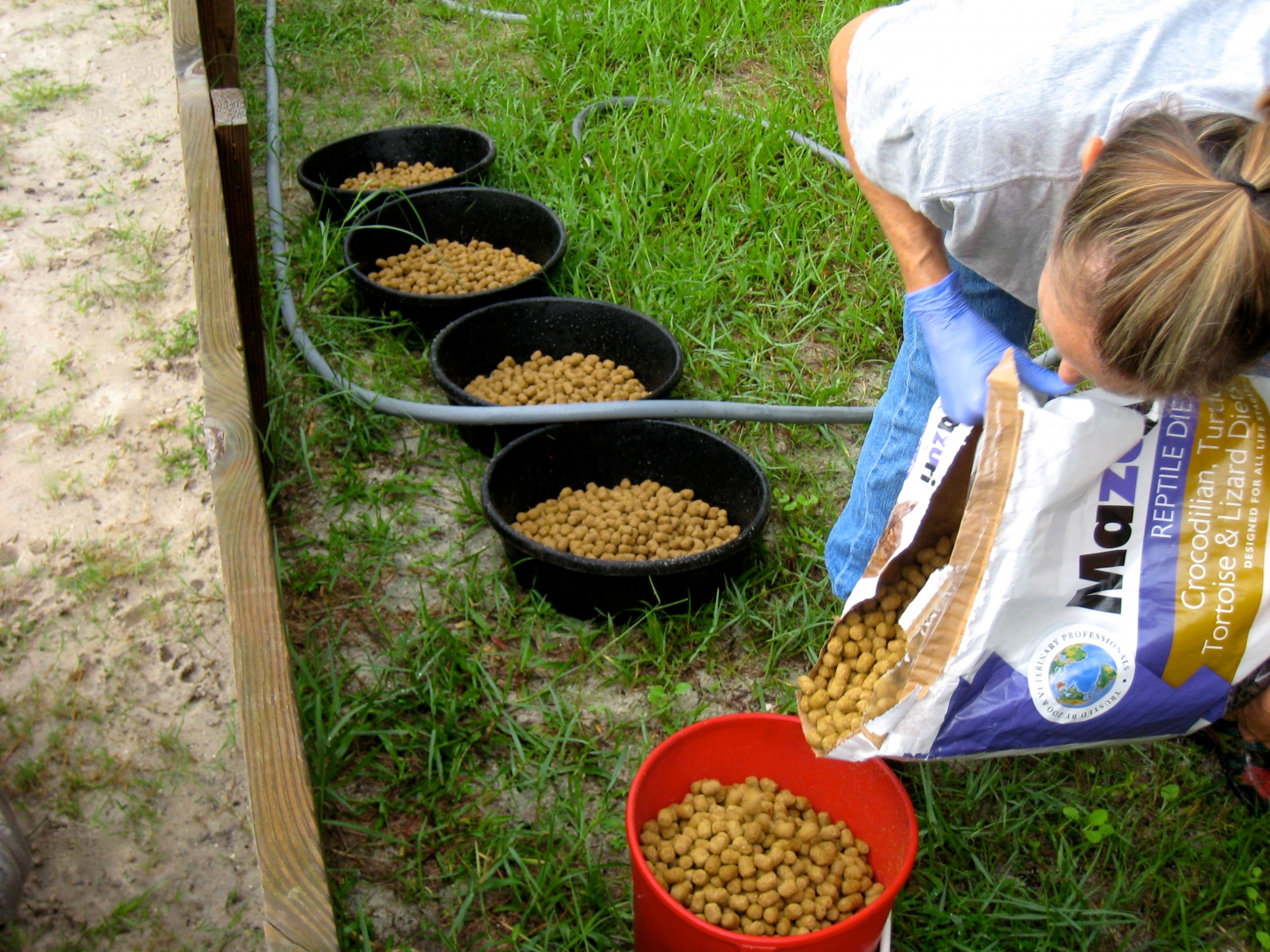 ALDABRA BREEDER