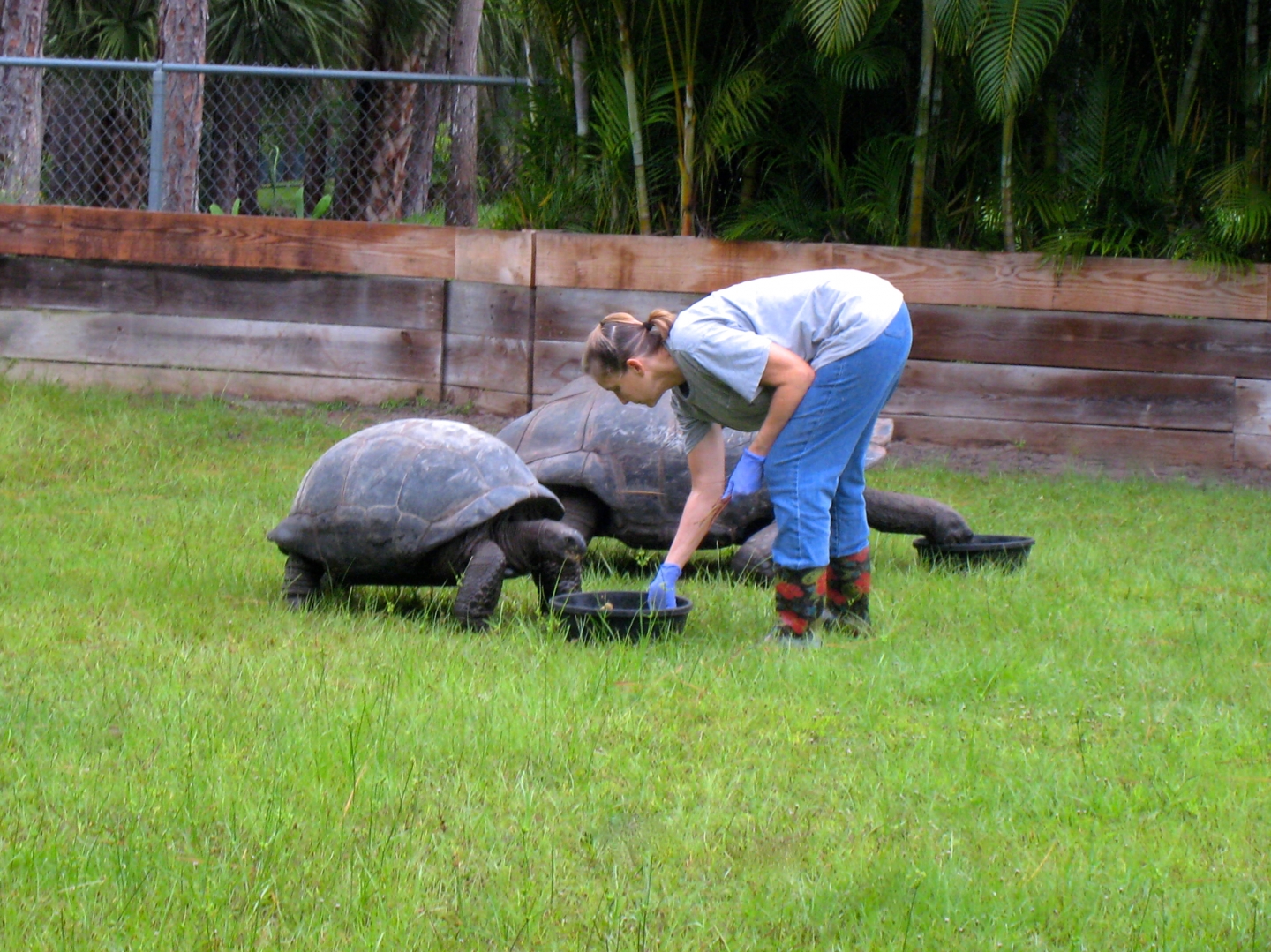 ALDABRA BREEDER