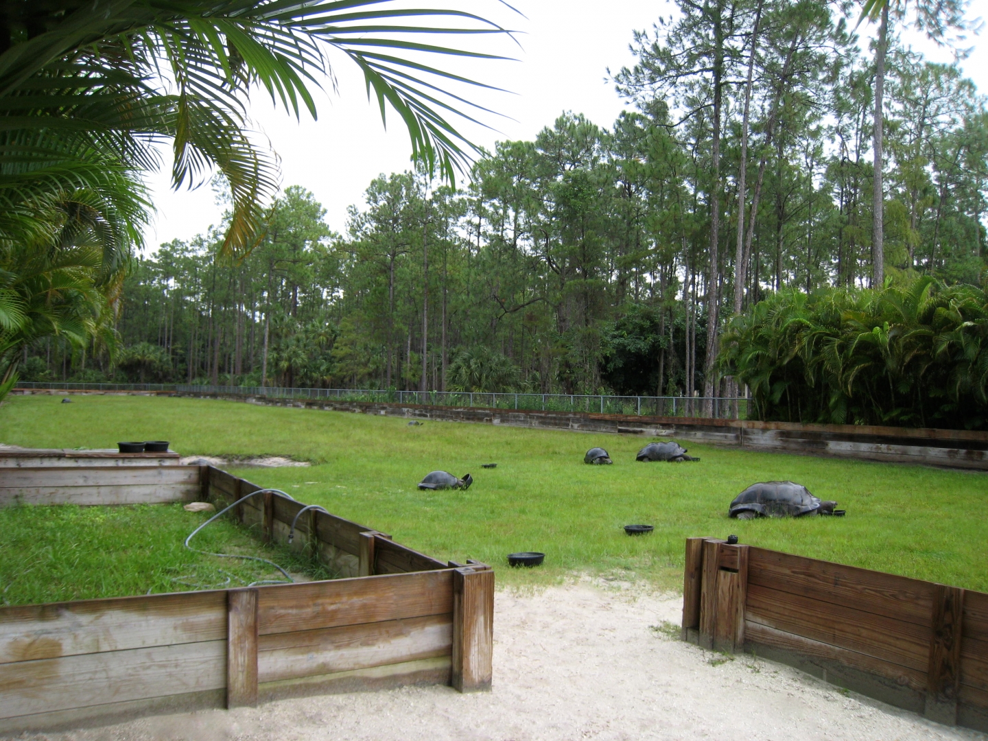 ALDABRA BREEDER