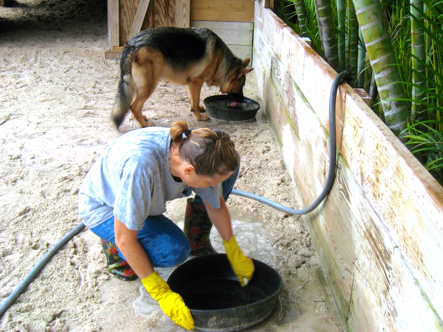ALDABRA BREEDER