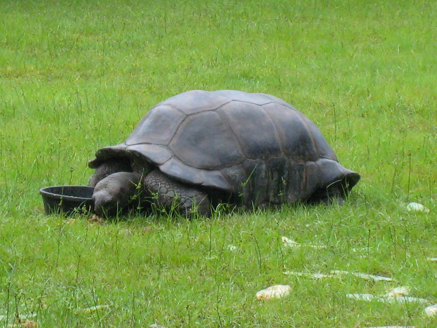 ALDABRA BREEDER