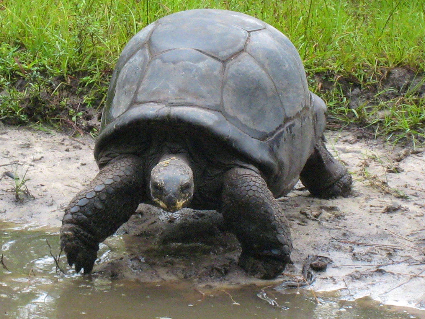 ALDABRA BREEDER