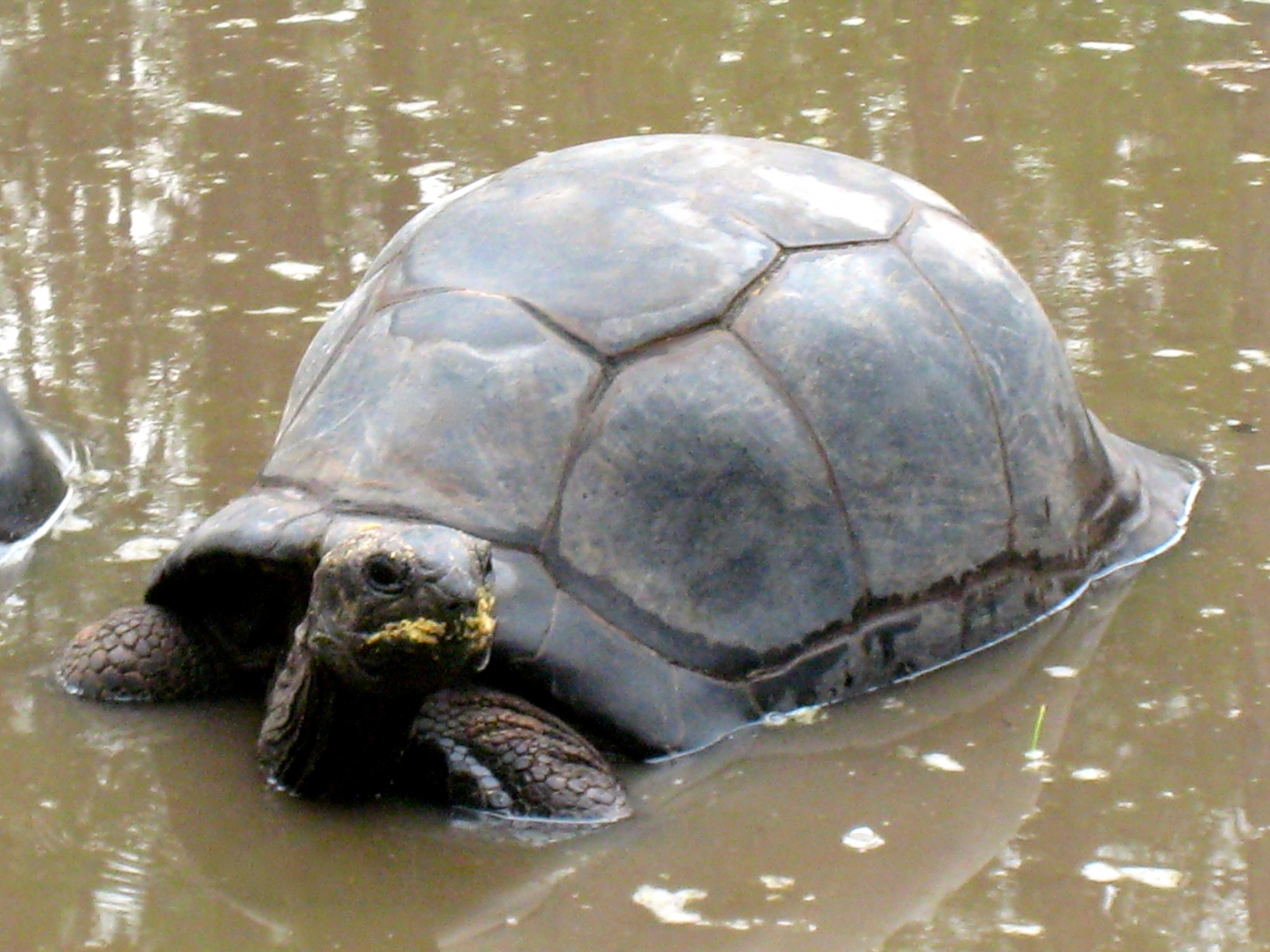 ALDABRA BREEDER