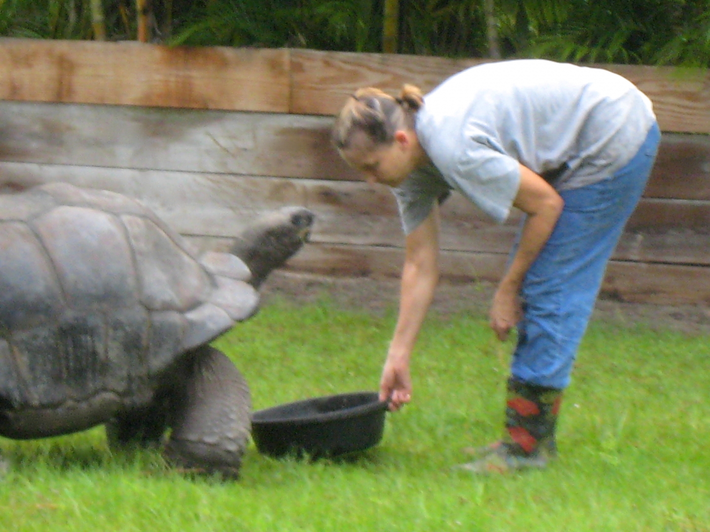 ALDABRA BREEDER