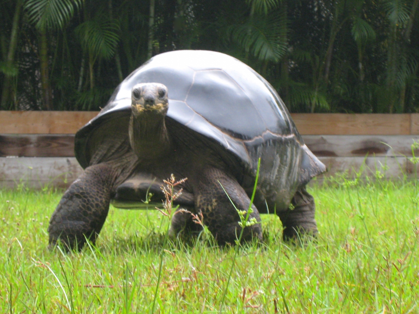 ALDABRA BREEDER