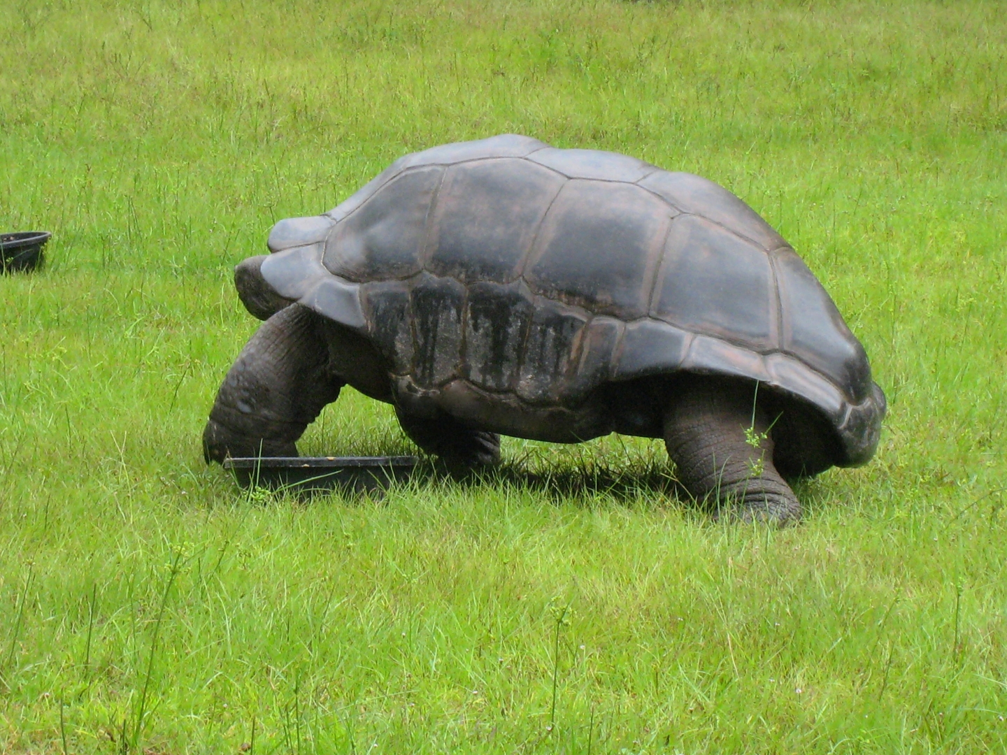 ALDABRA BREEDER