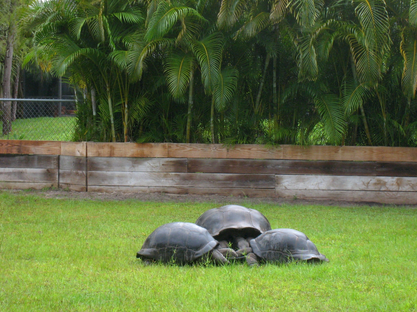 ALDABRA BREEDER