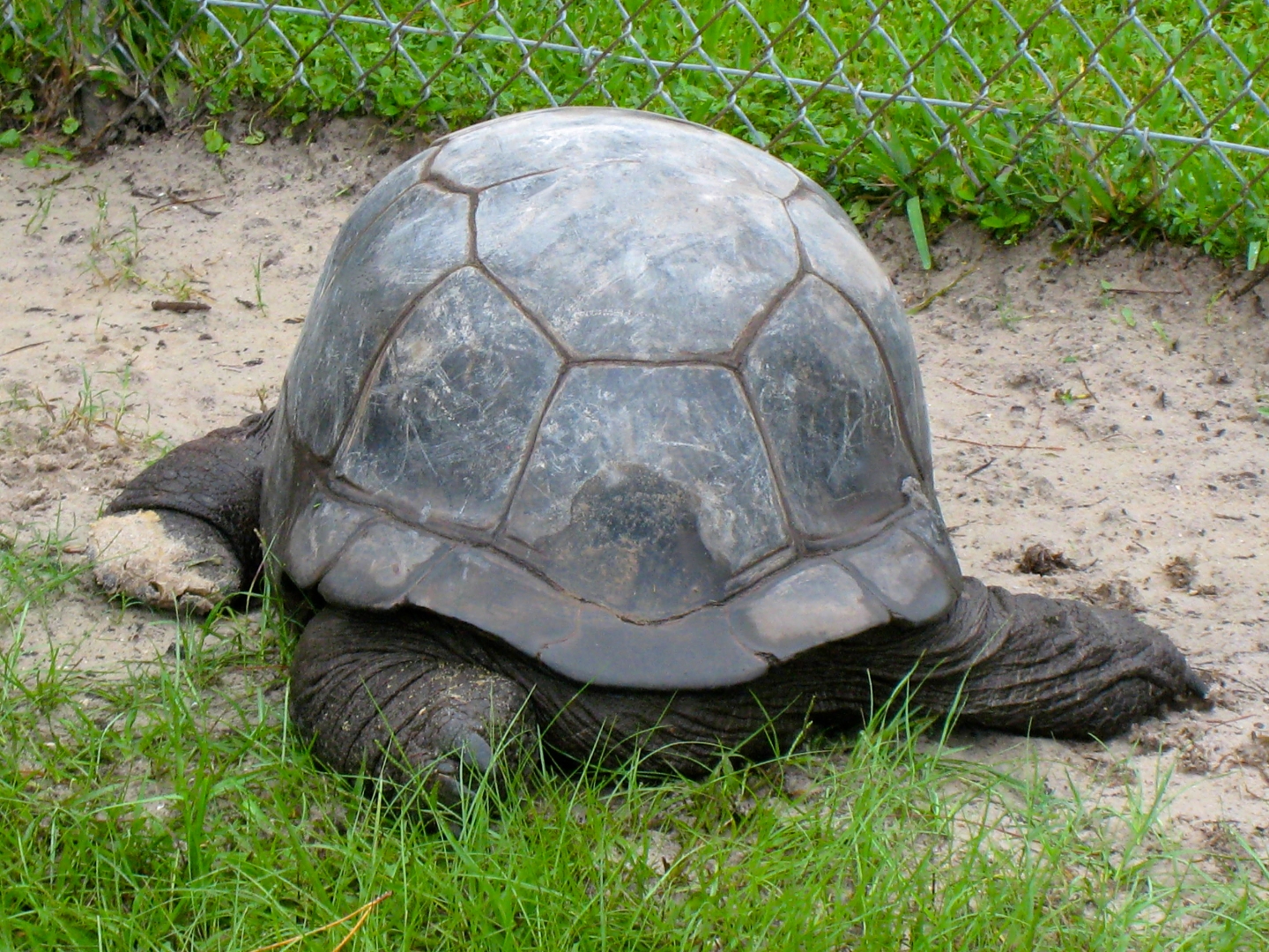 ALDABRA BREEDER