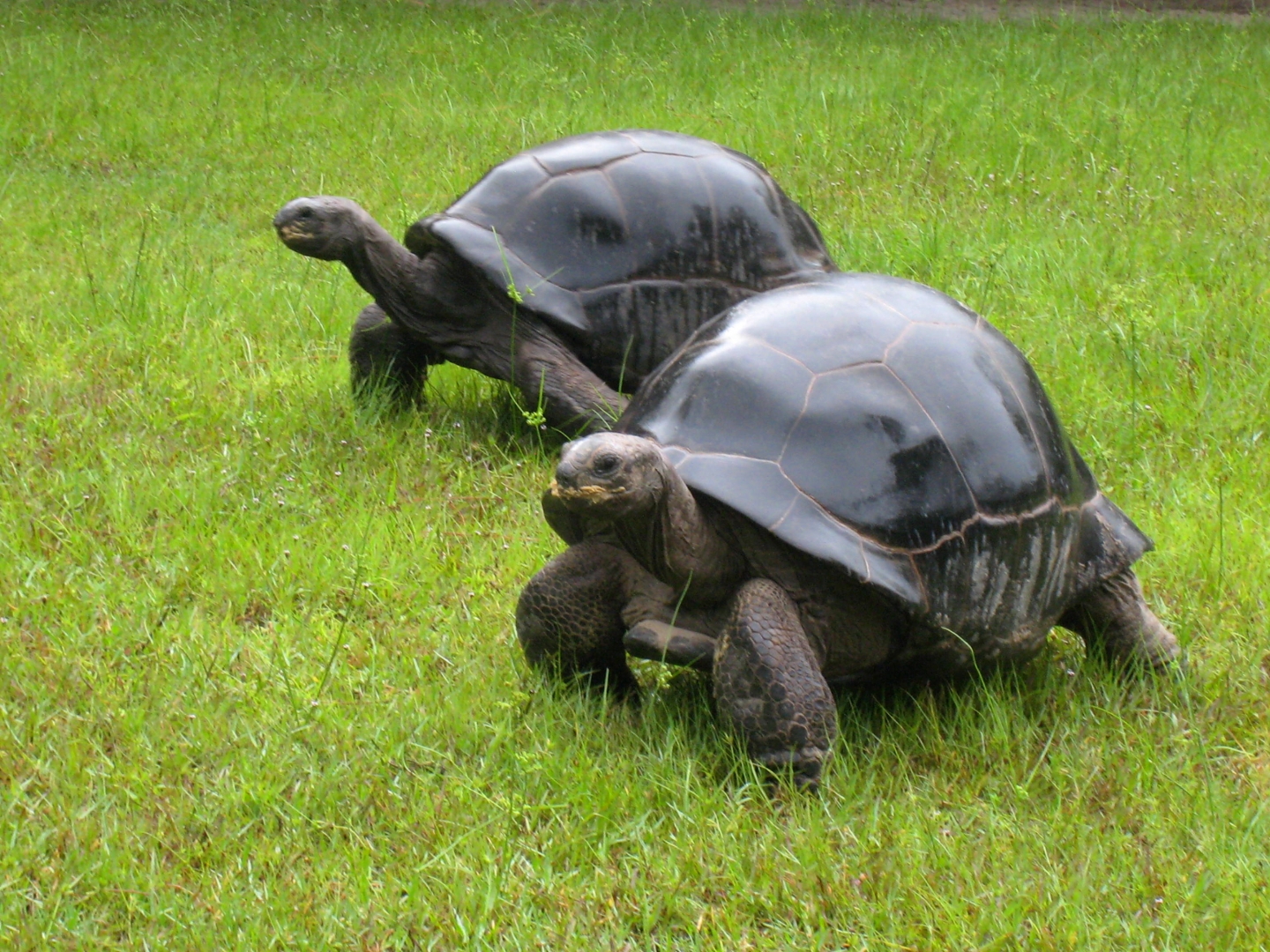 ALDABRA BREEDER