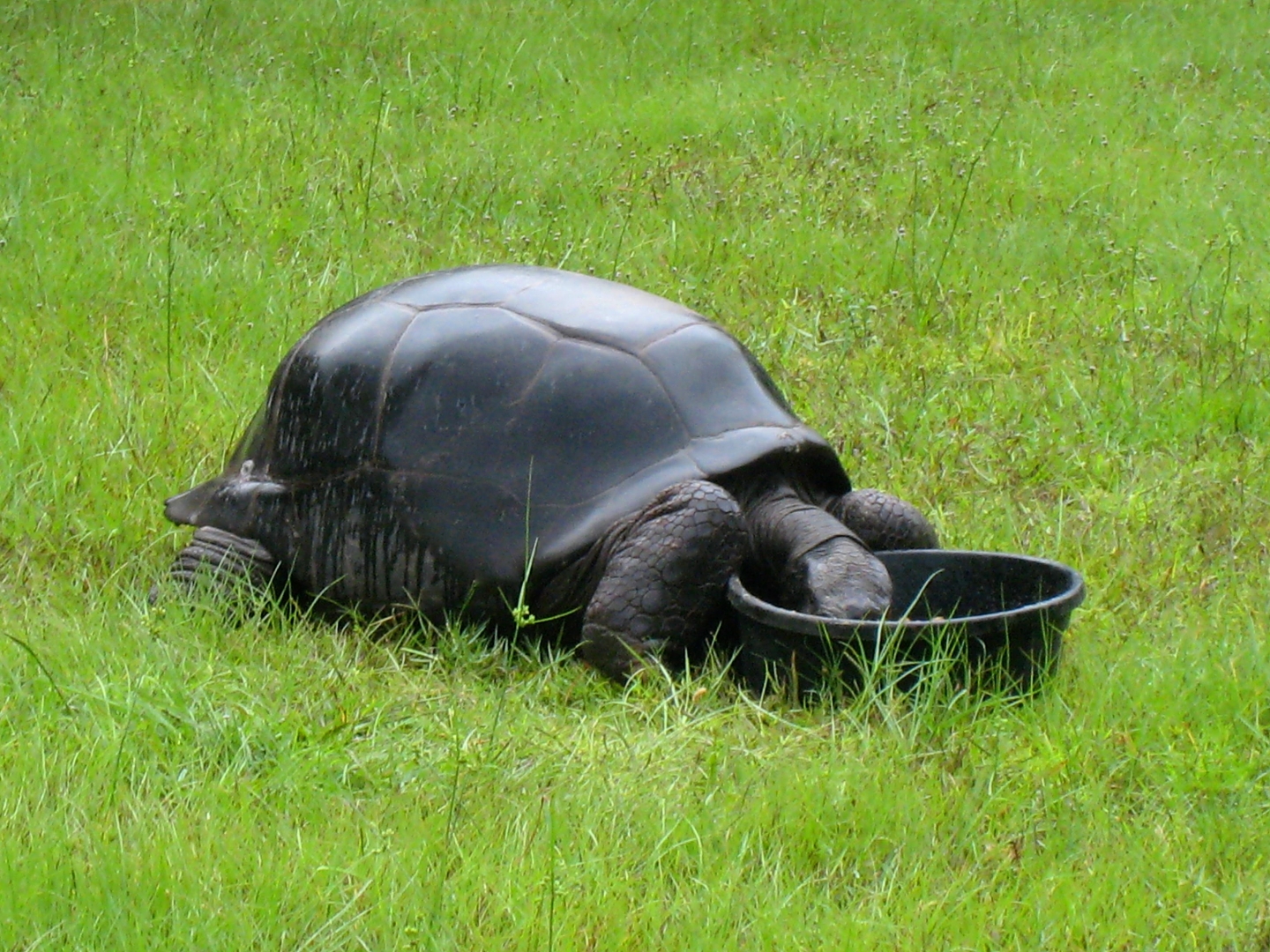 ALDABRA BREEDER