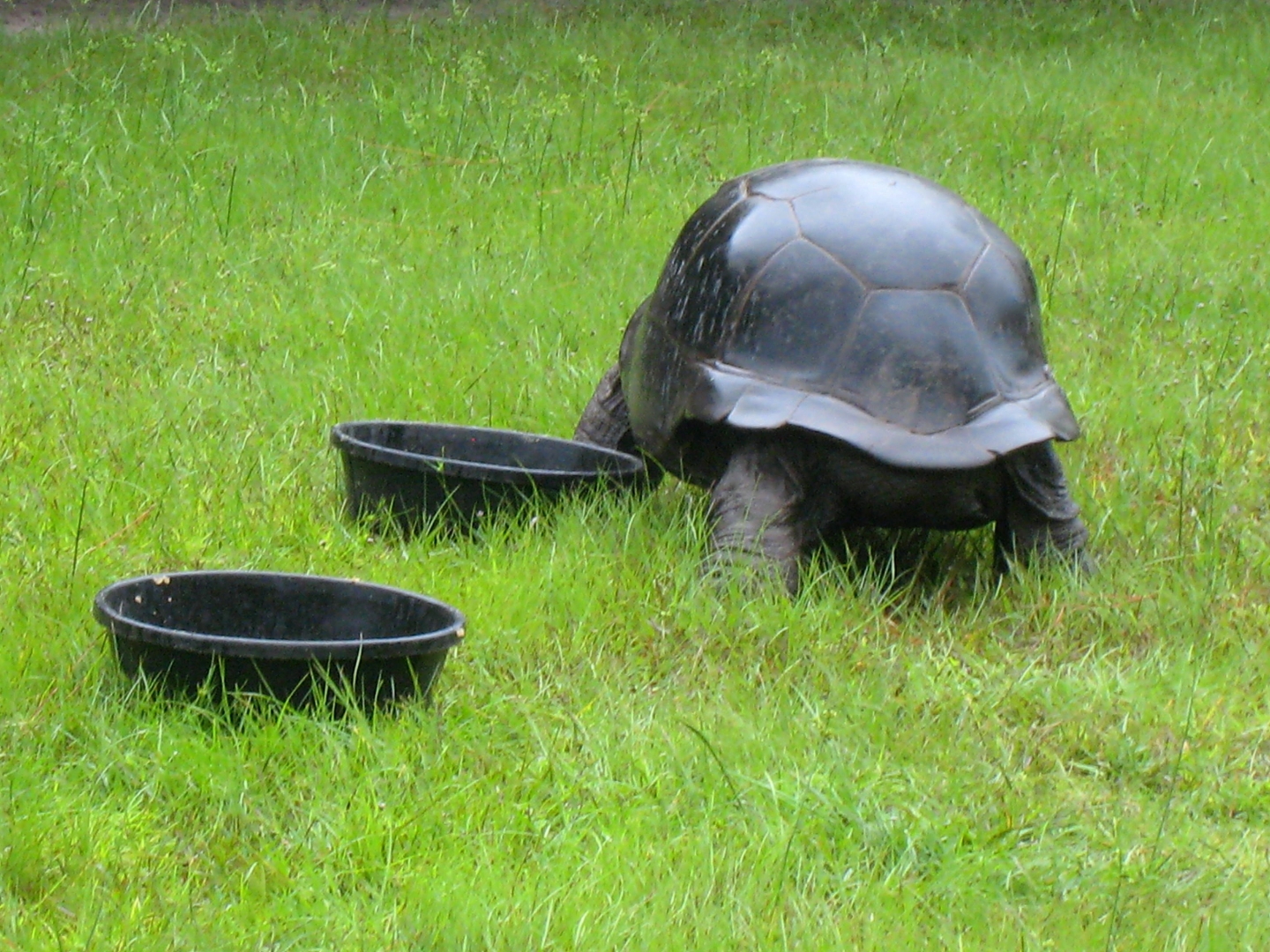 ALDABRA BREEDER