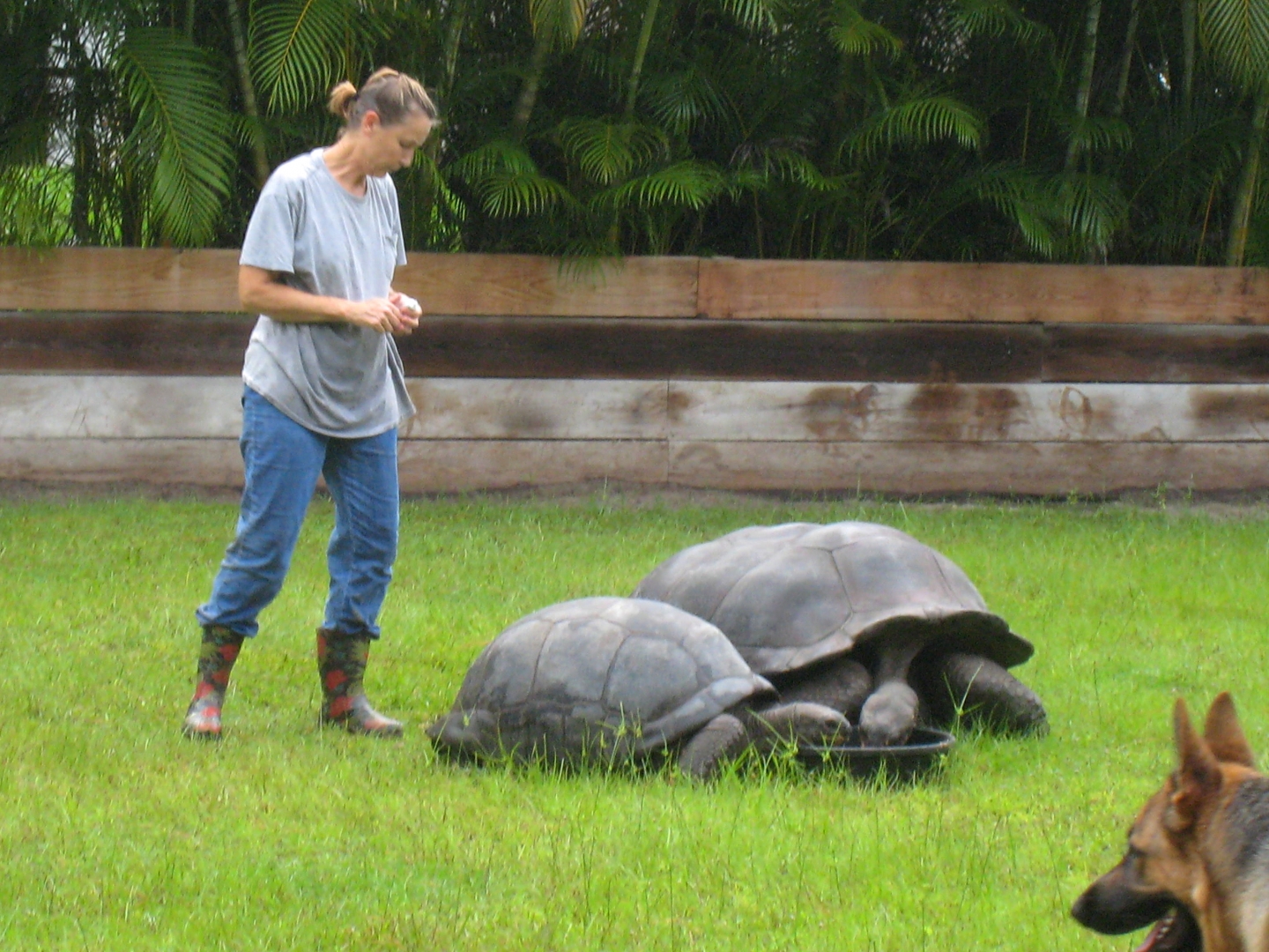 ALDABRA BREEDER
