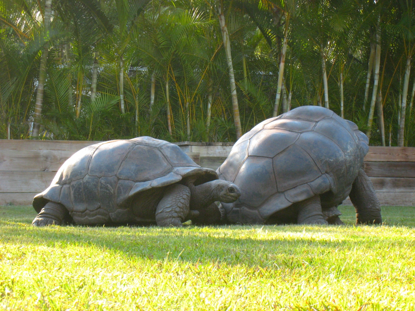 ALDABRA BREEDER