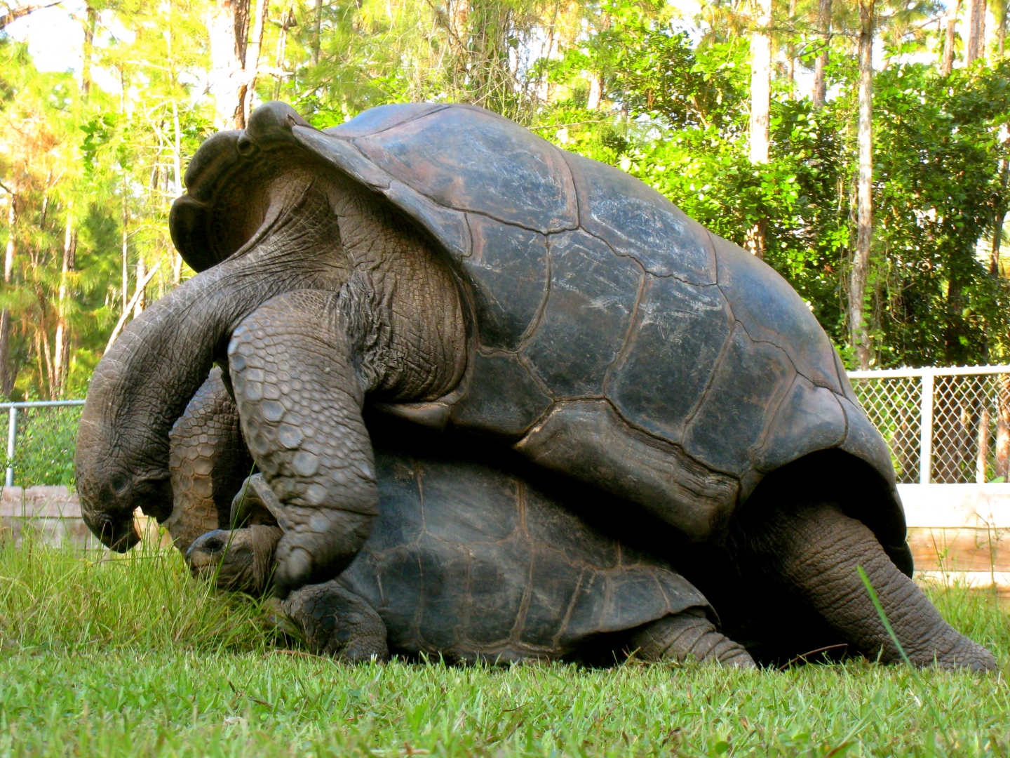 ALDABRA BREEDER