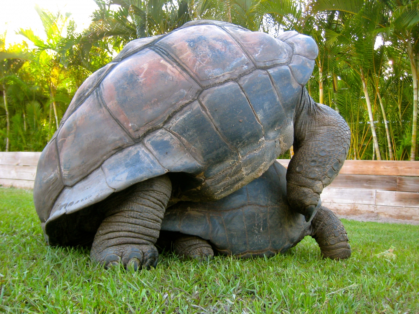 ALDABRA BREEDER