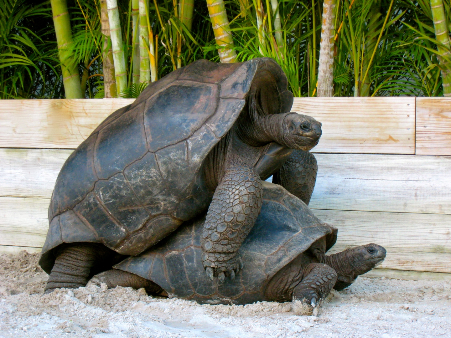ALDABRA BREEDER