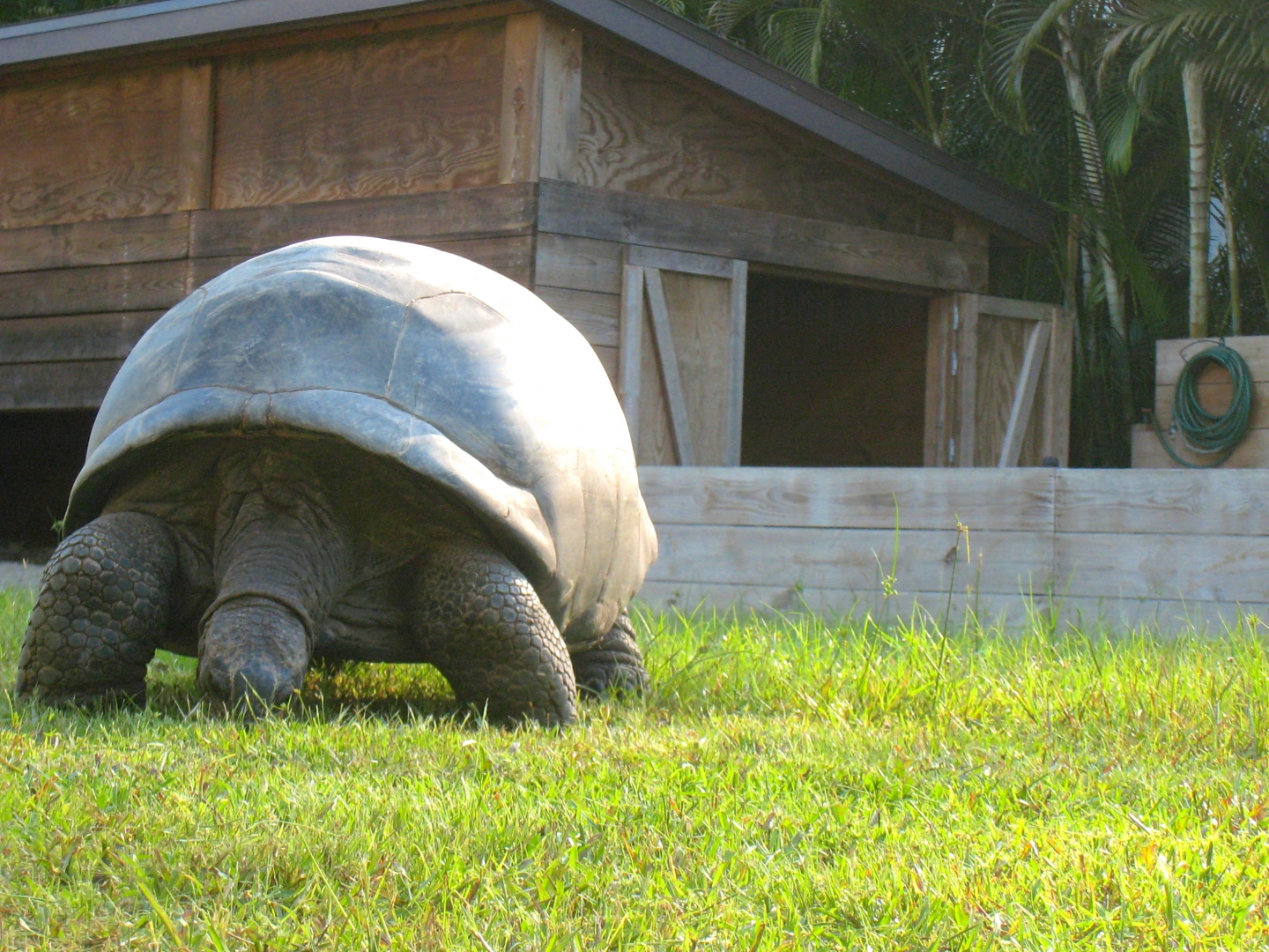 ALDABRA BREEDER