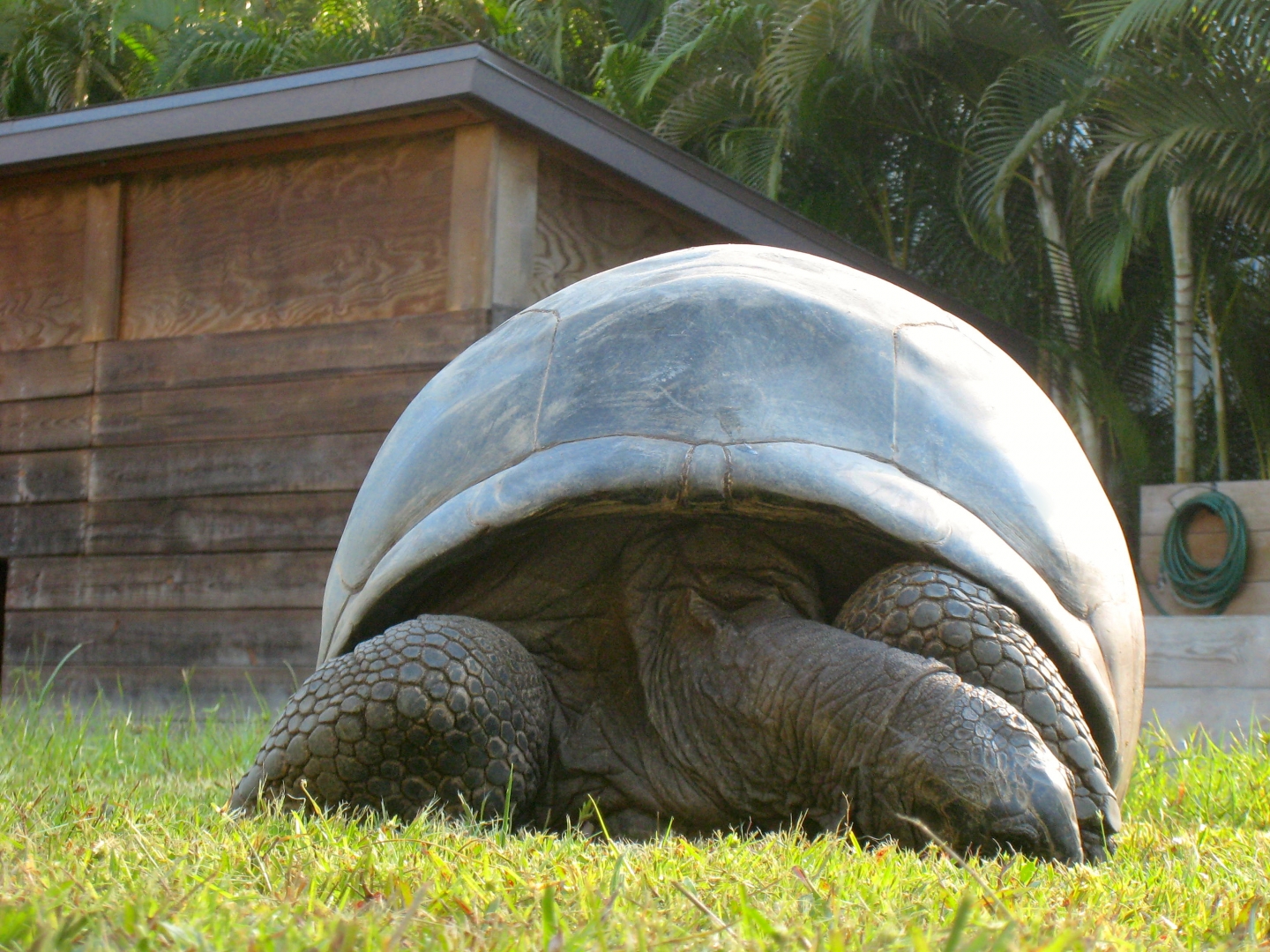 ALDABRA BREEDER