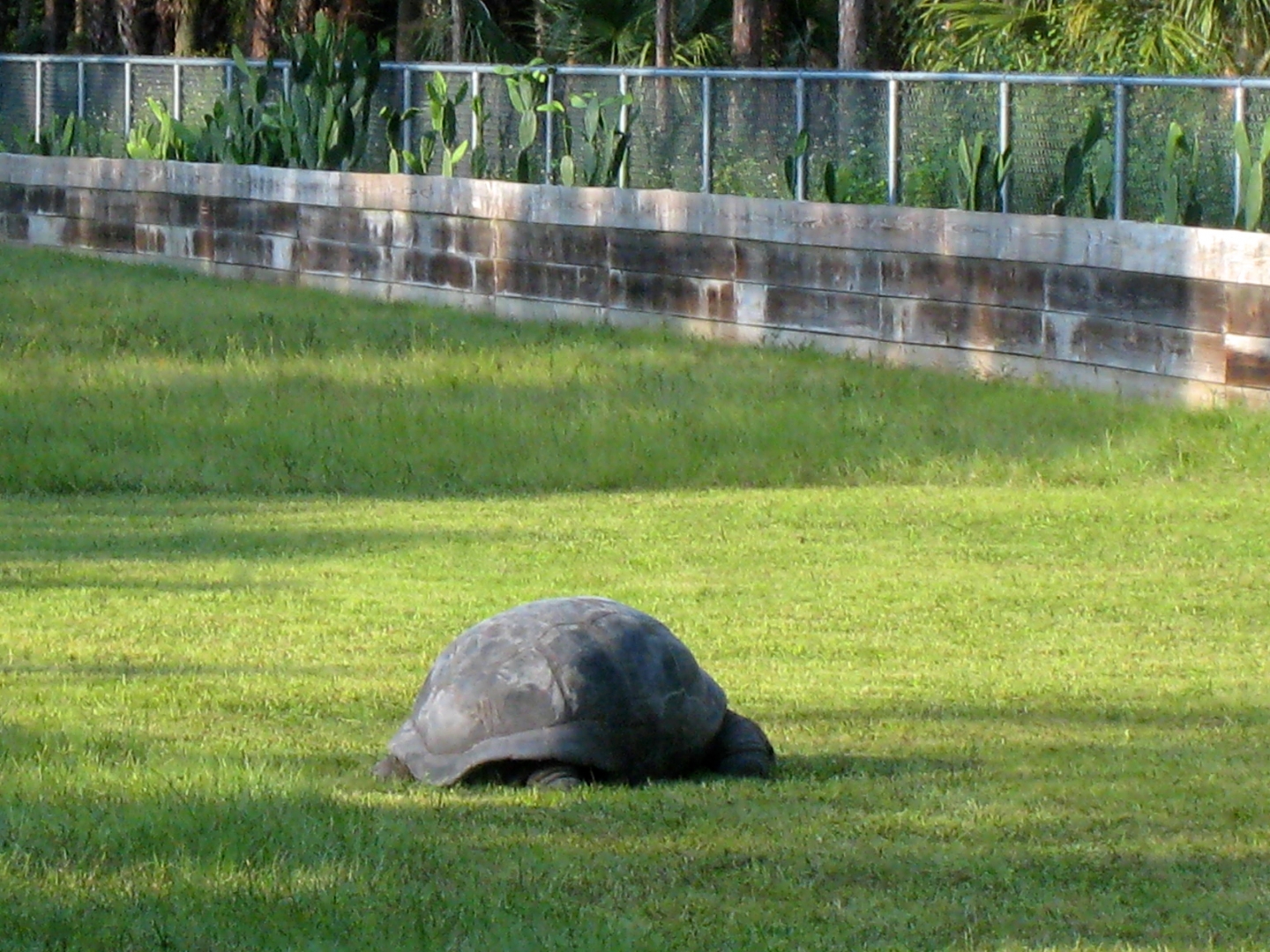 ALDABRA BREEDER