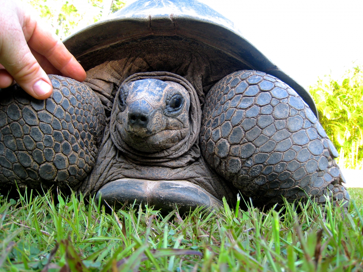 ALDABRA BREEDER