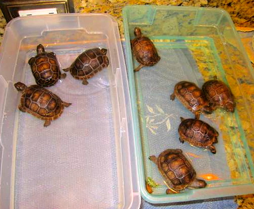 ALDABRA BREEDER