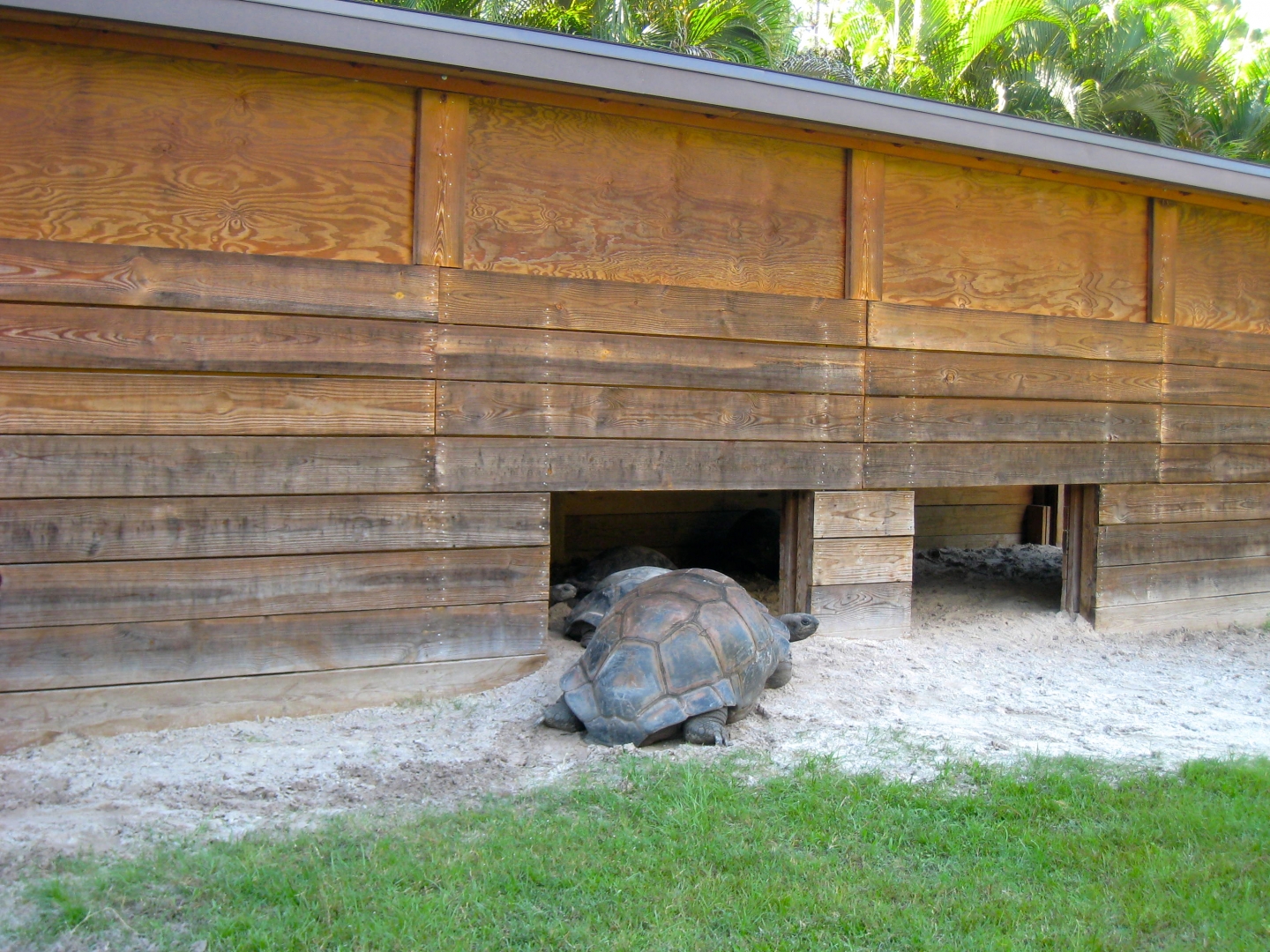 ALDABRA BREEDER