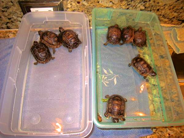 ALDABRA BREEDER