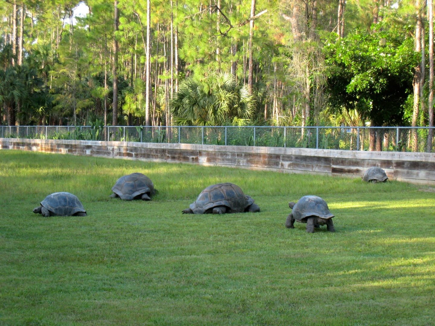 ALDABRA BREEDER