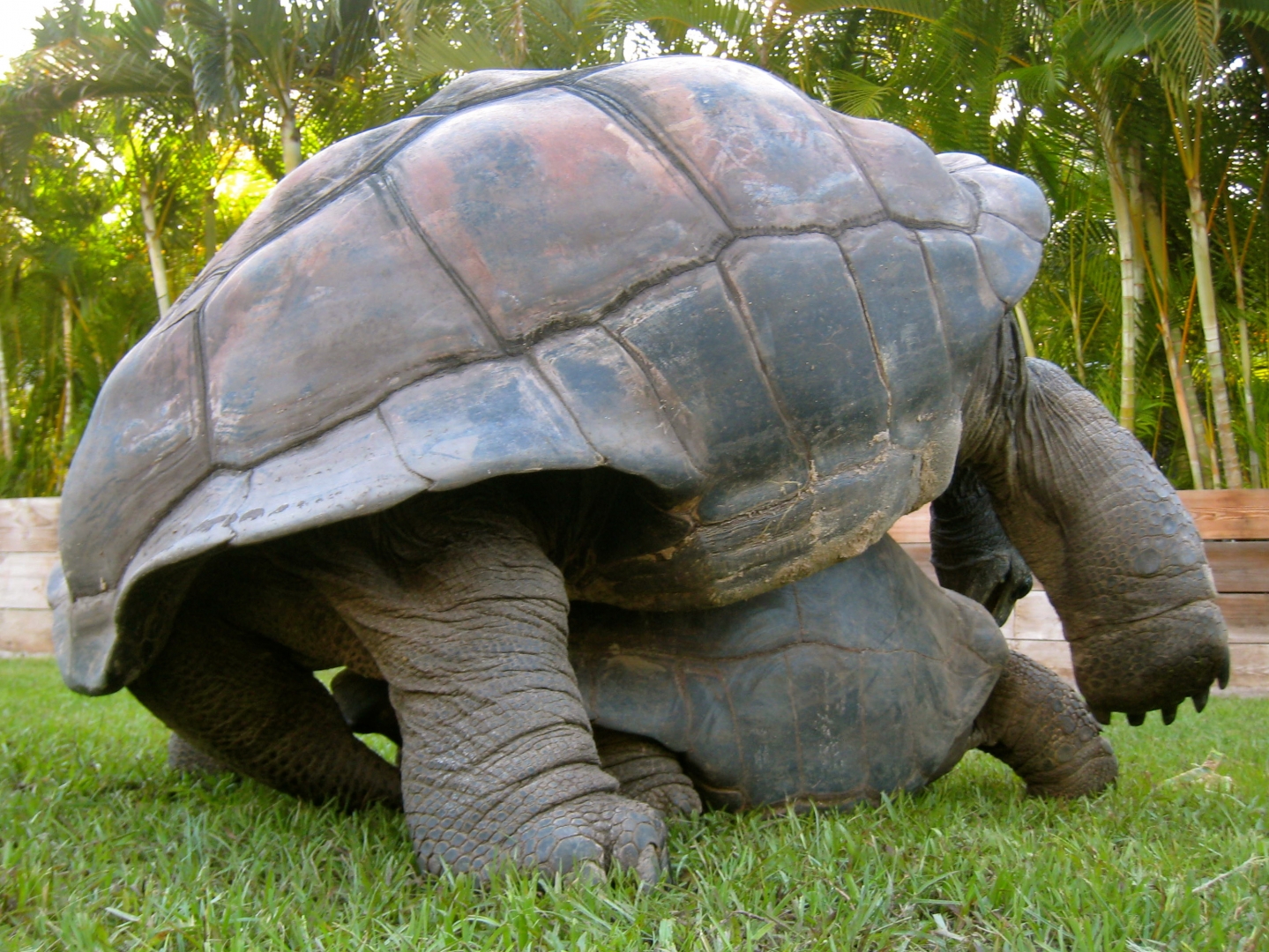 ALDABRA BREEDER