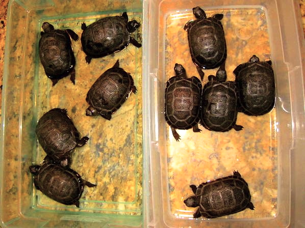 ALDABRA BREEDER