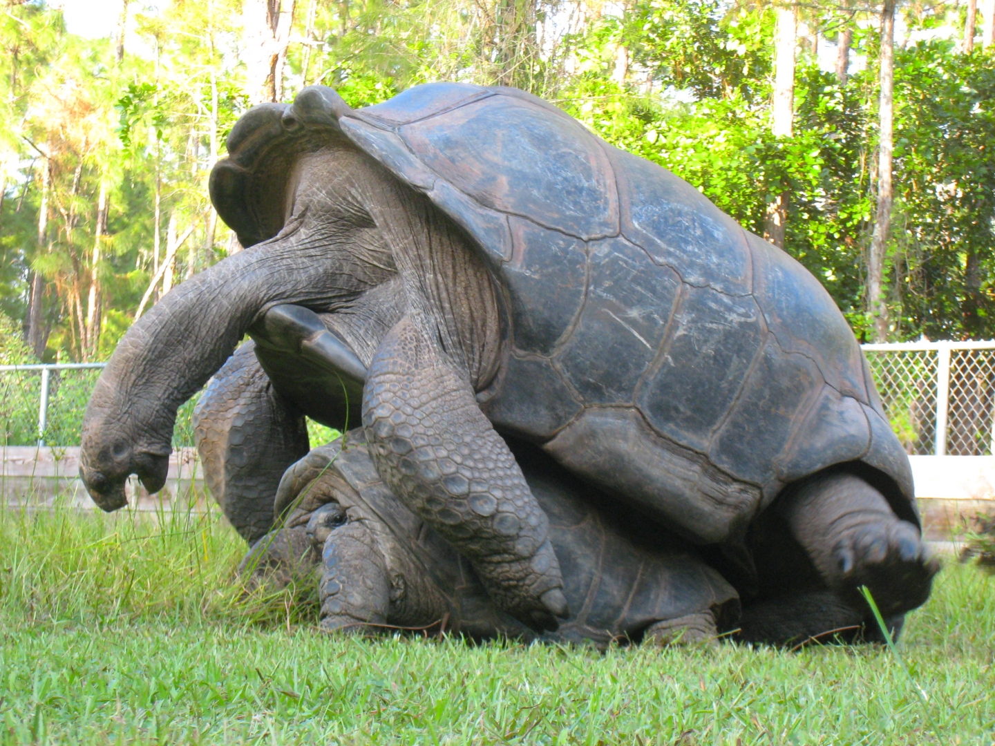 ALDABRA BREEDER