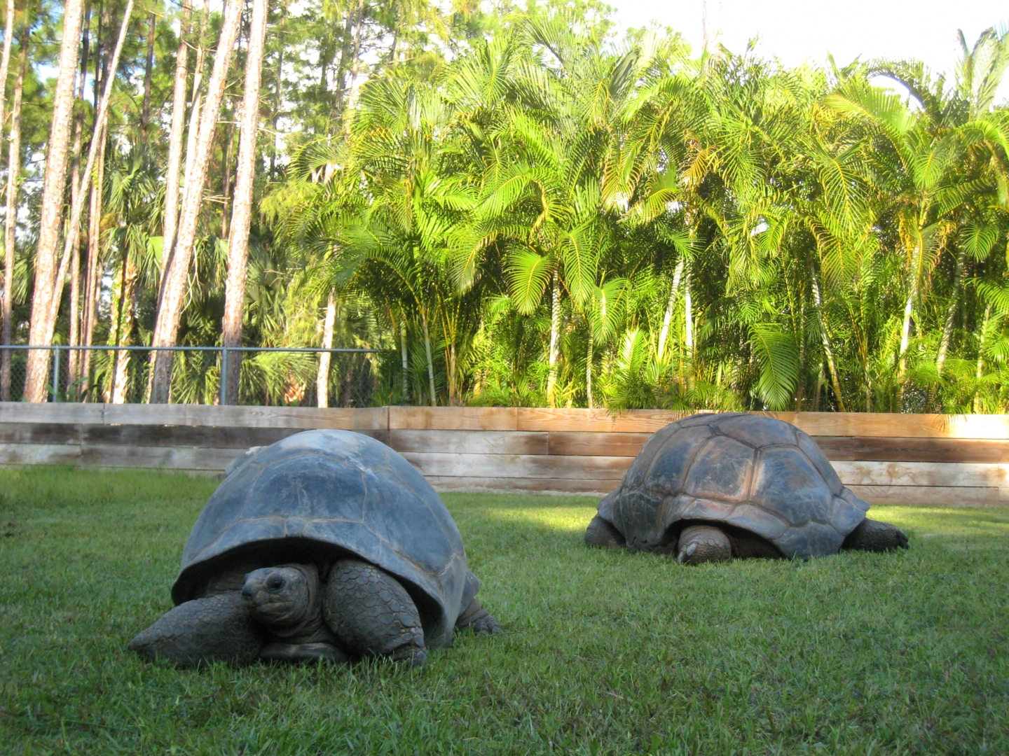 ALDABRA BREEDER