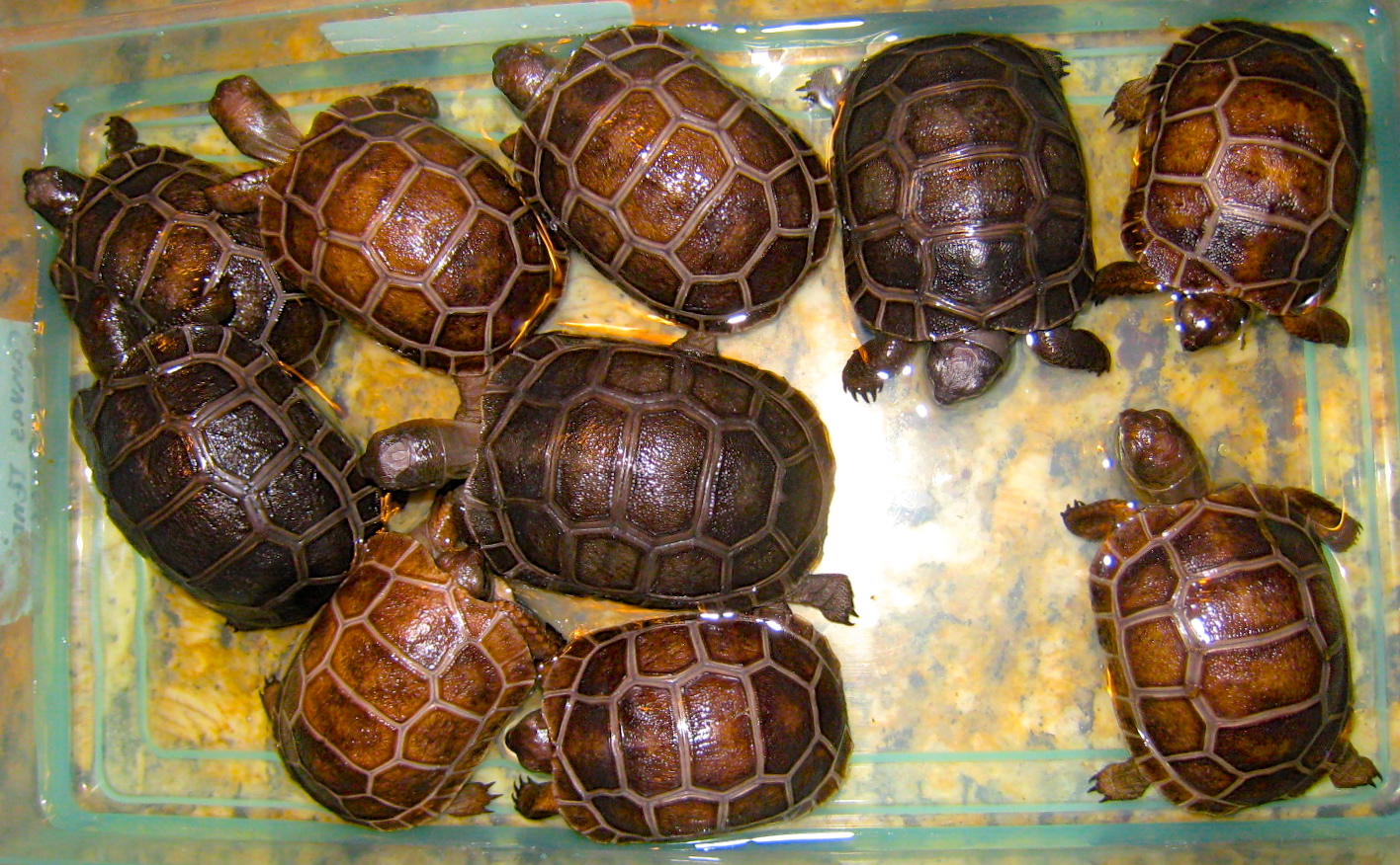 ALDABRA BREEDER