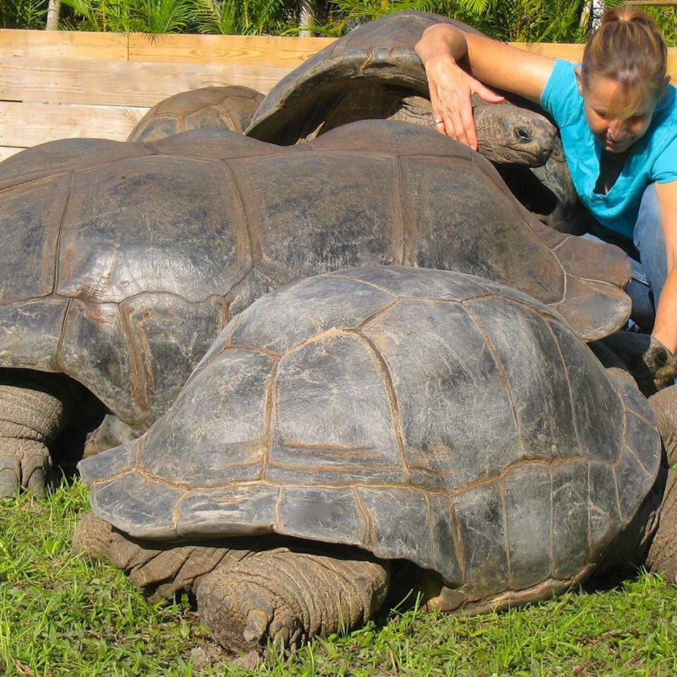 ALDABRA BREEDER