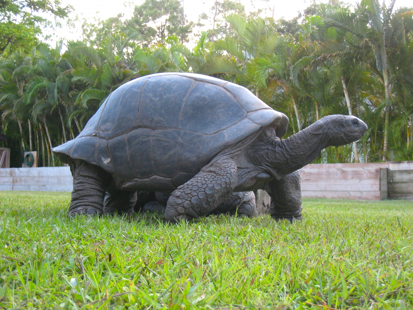 ALDABRA BREEDER