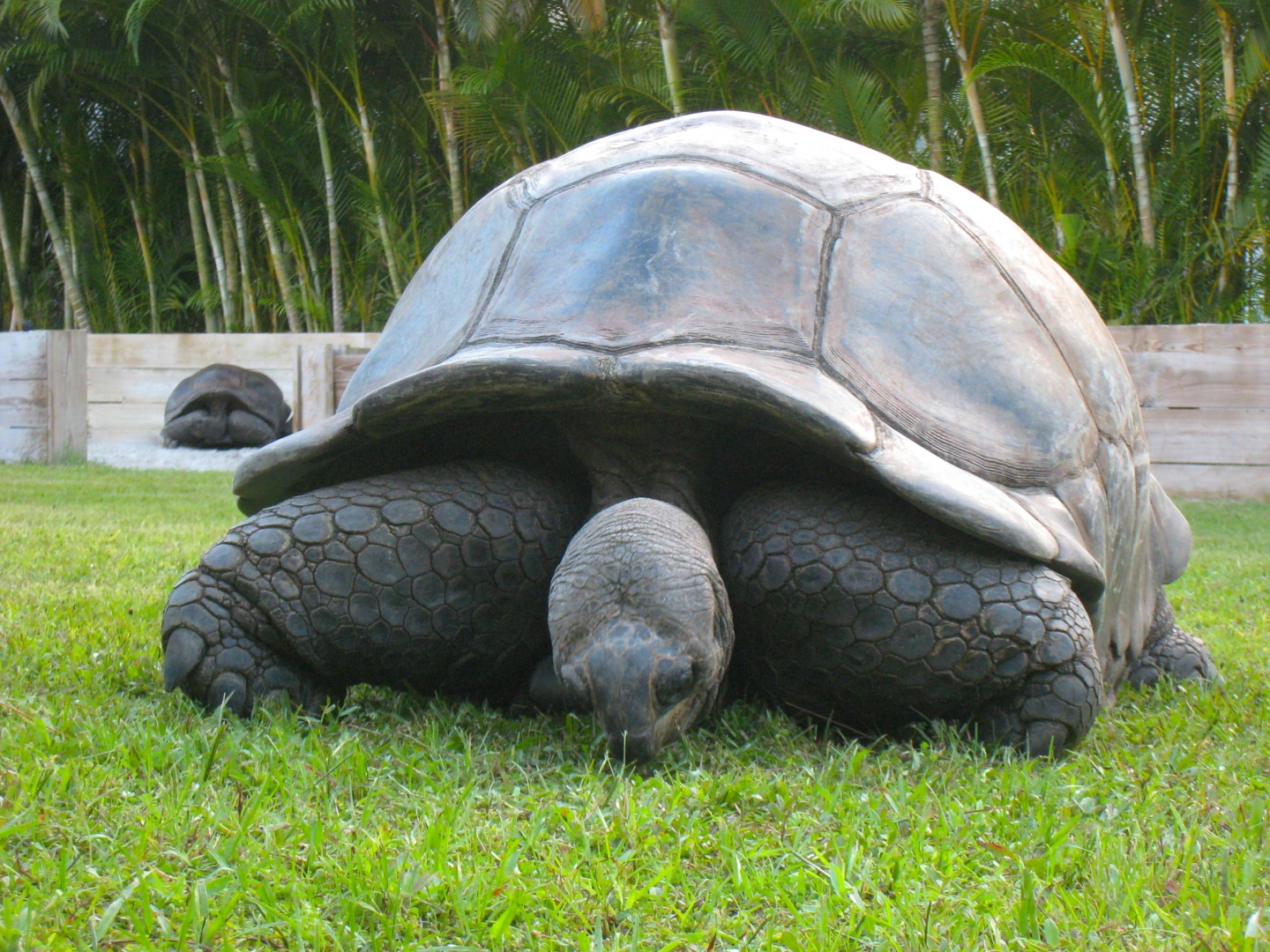 ALDABRA BREEDER