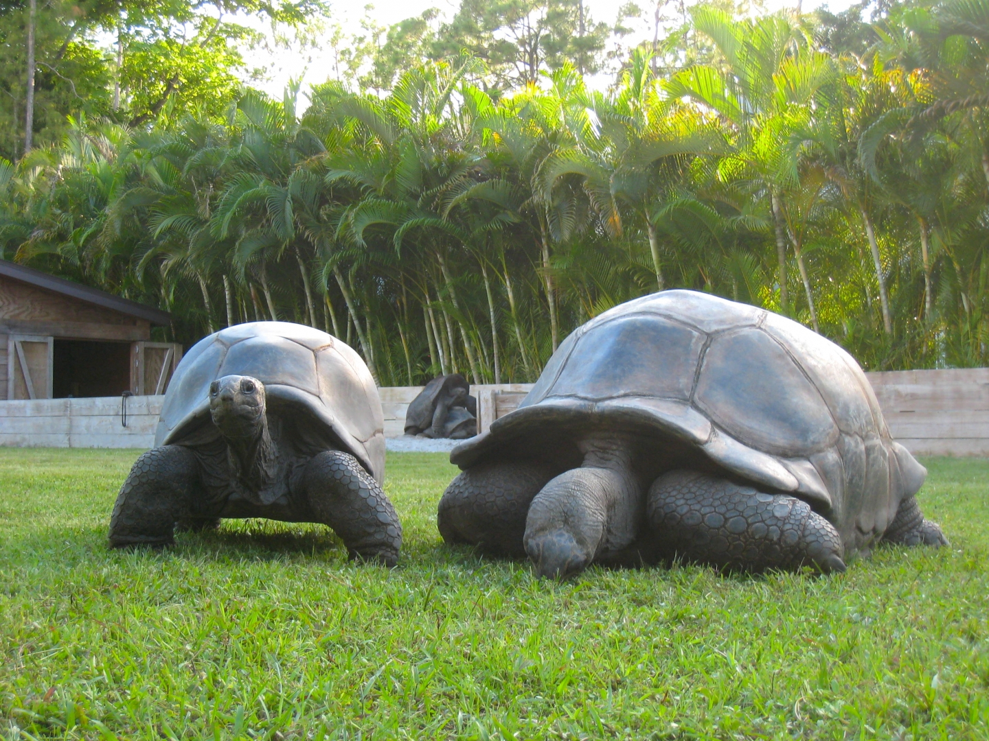 ALDABRA BREEDER