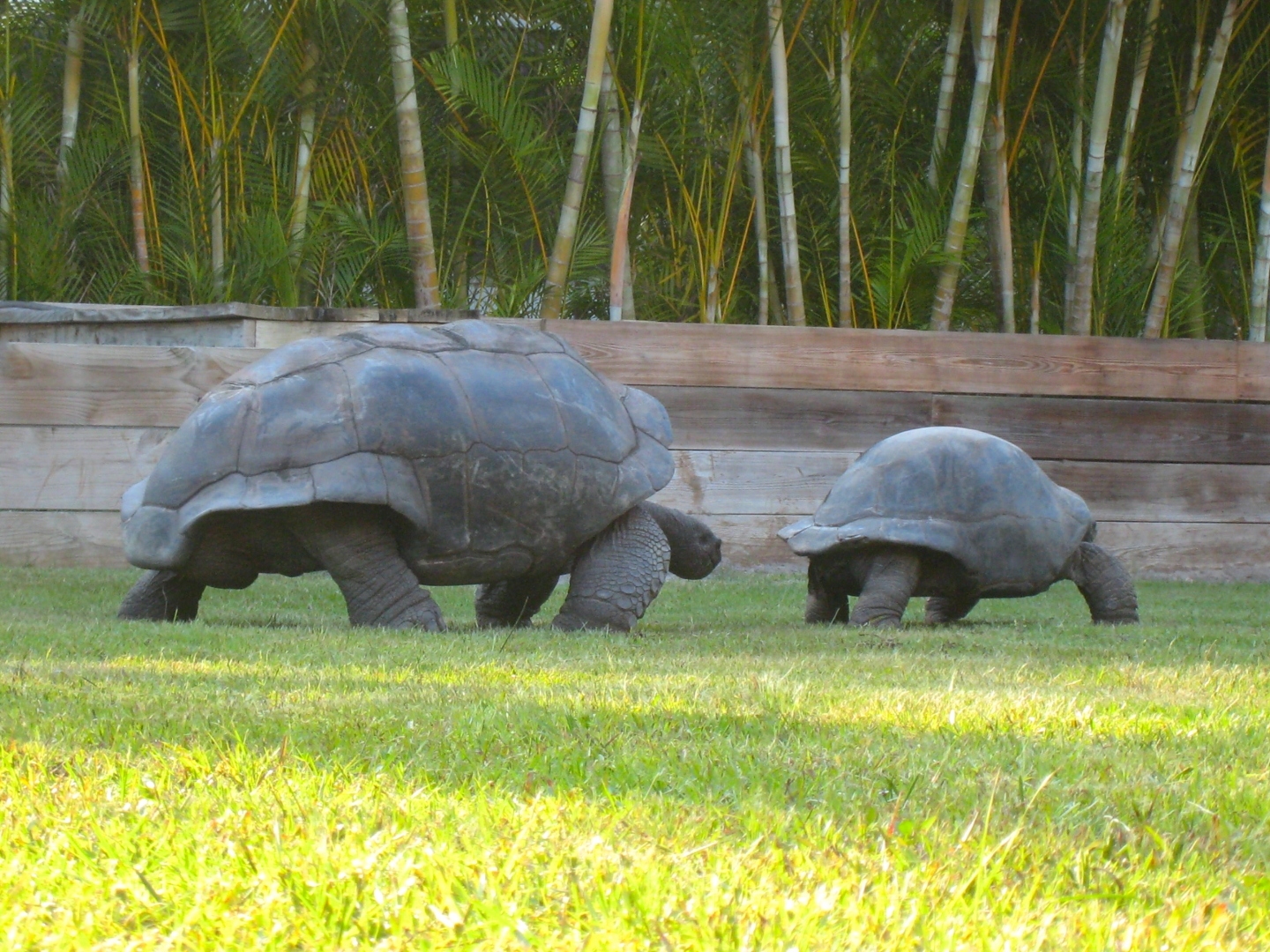 ALDABRA BREEDER