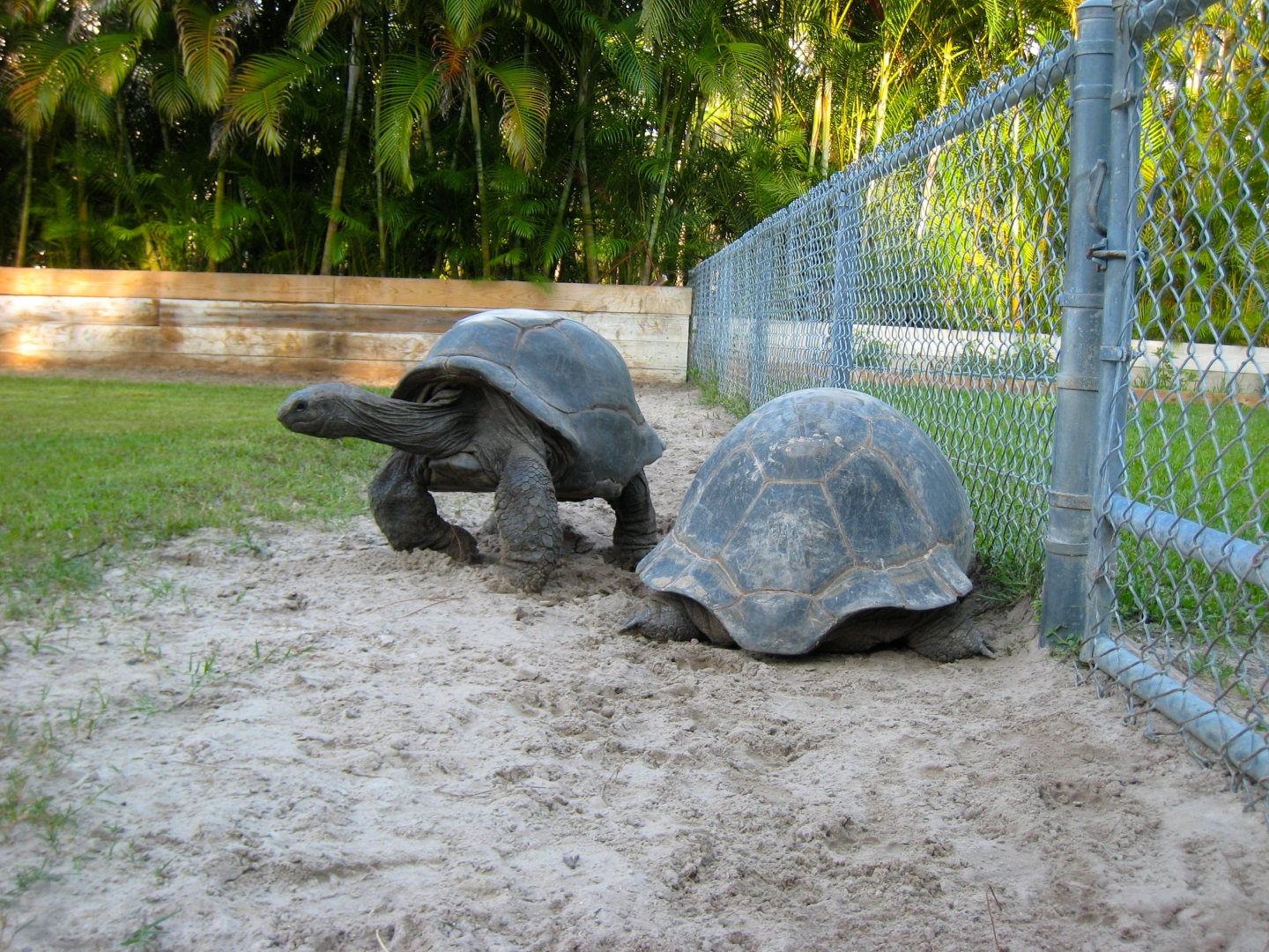 ALDABRA BREEDER