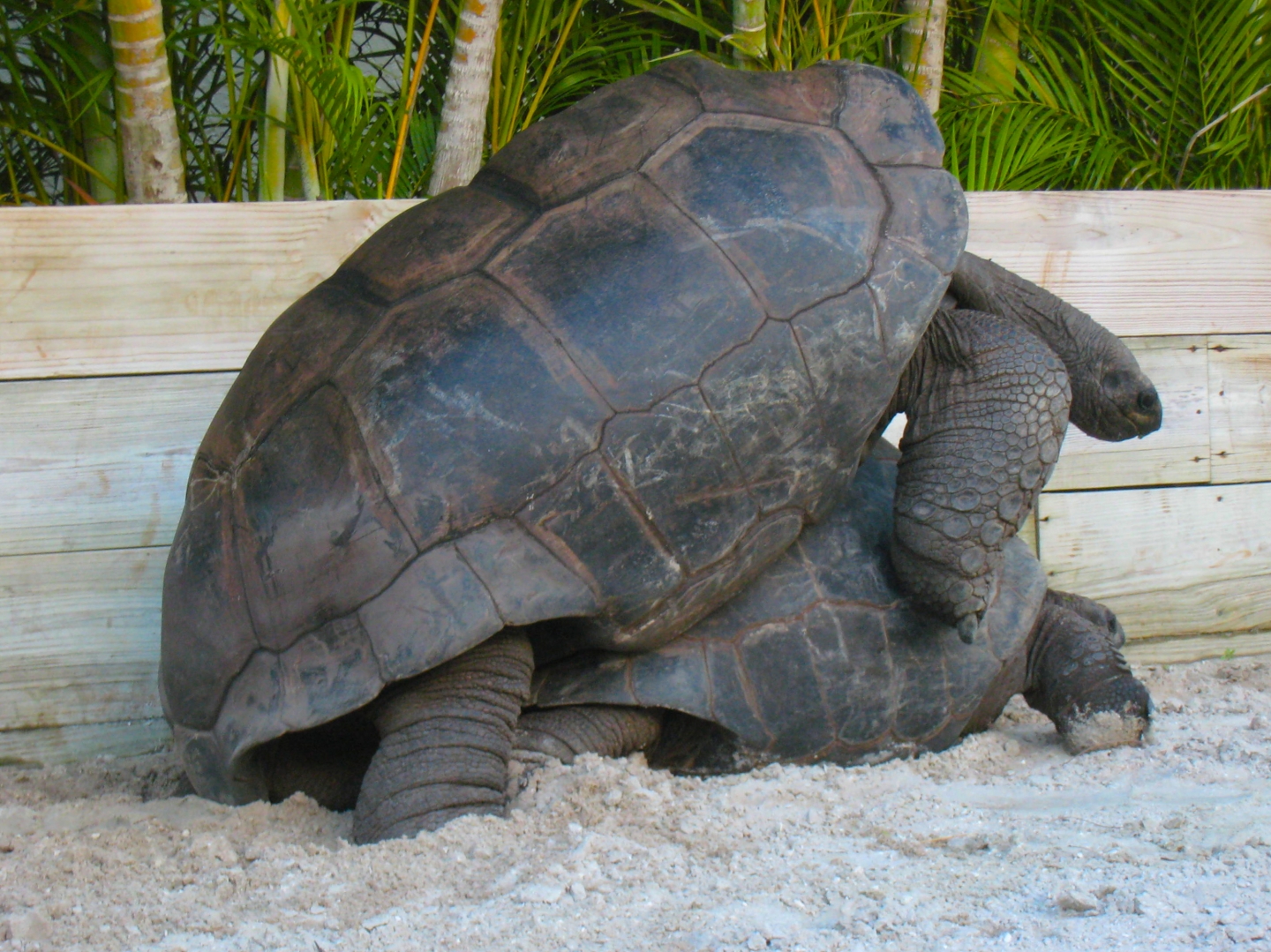 ALDABRA BREEDER