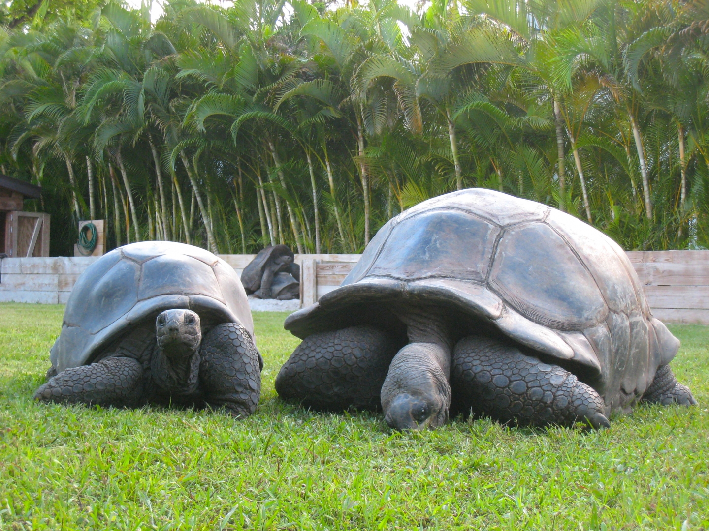 ALDABRA BREEDER