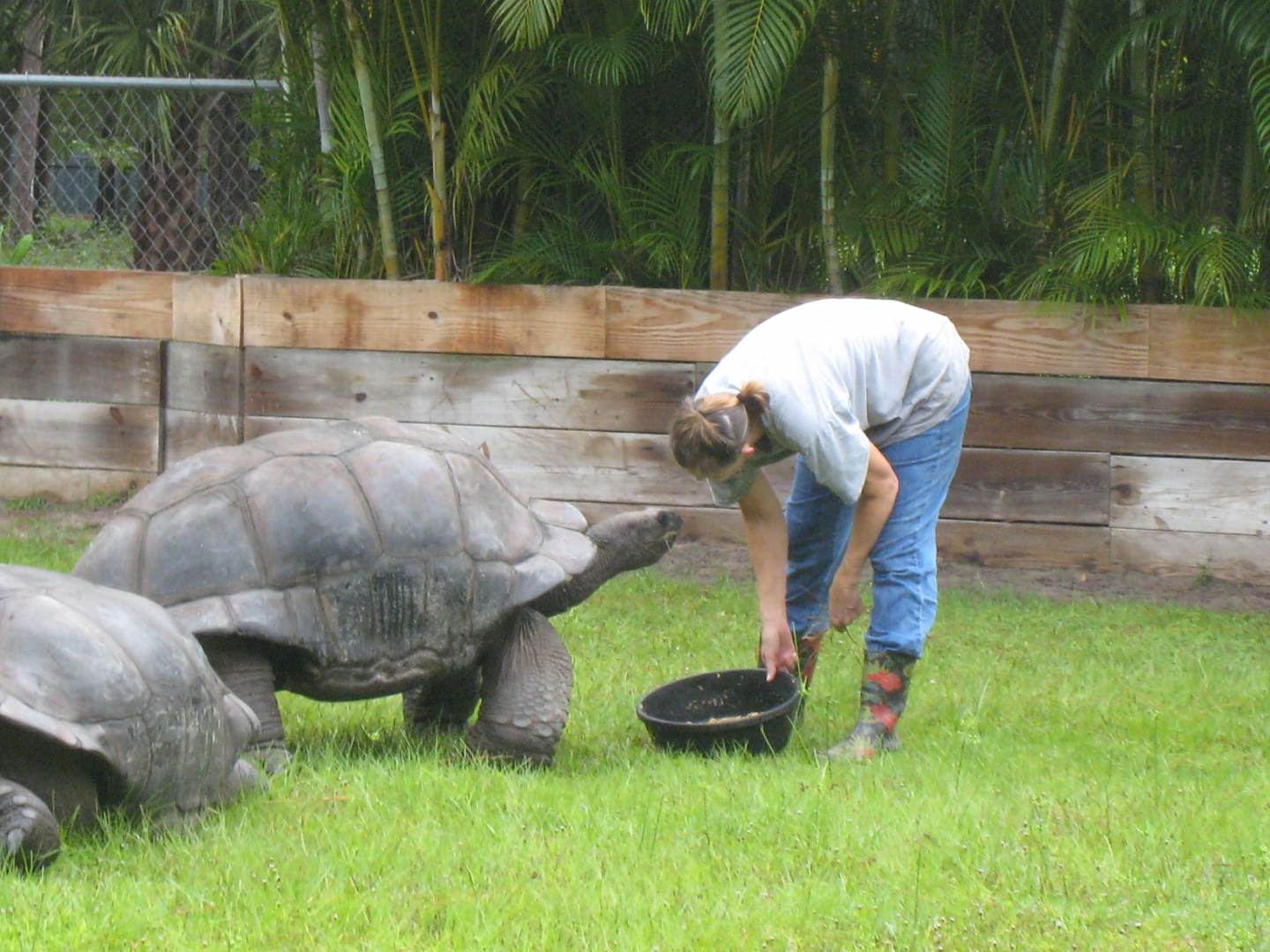 ALDABRA BREEDER