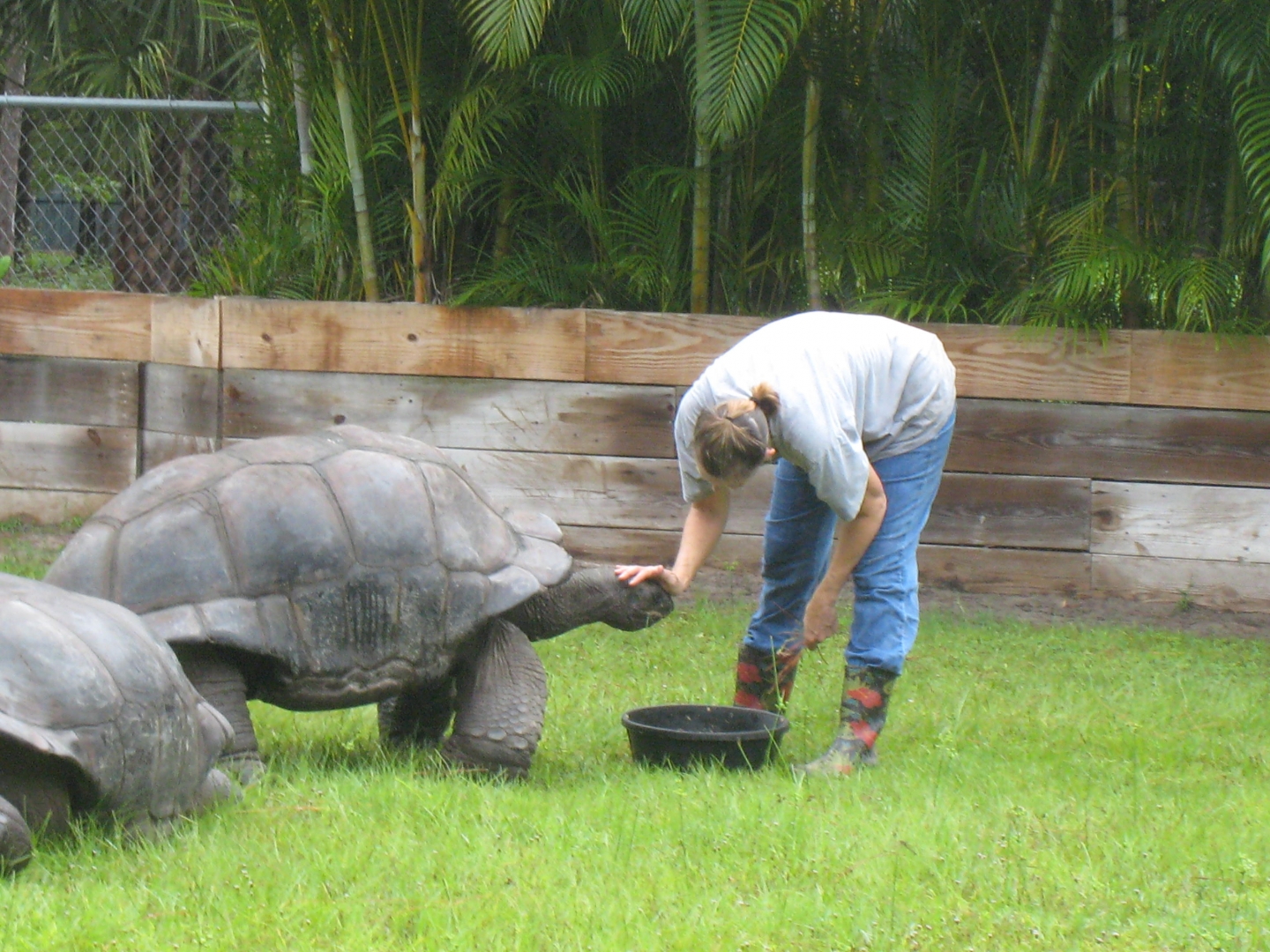 ALDABRA BREEDER