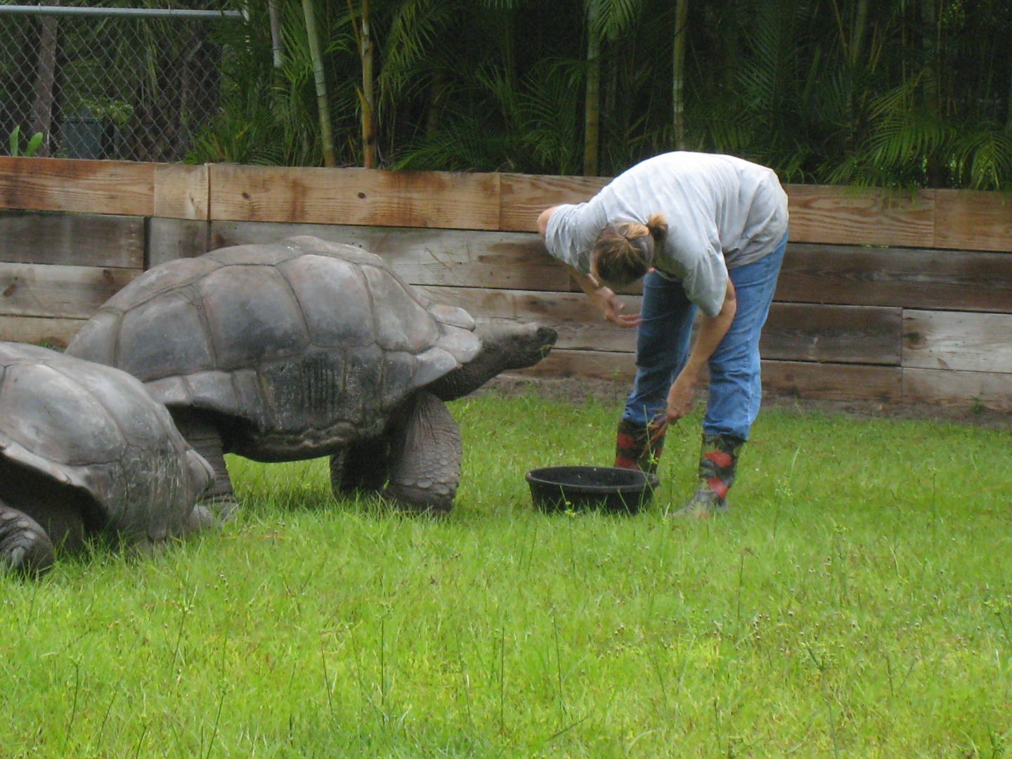 ALDABRA BREEDER