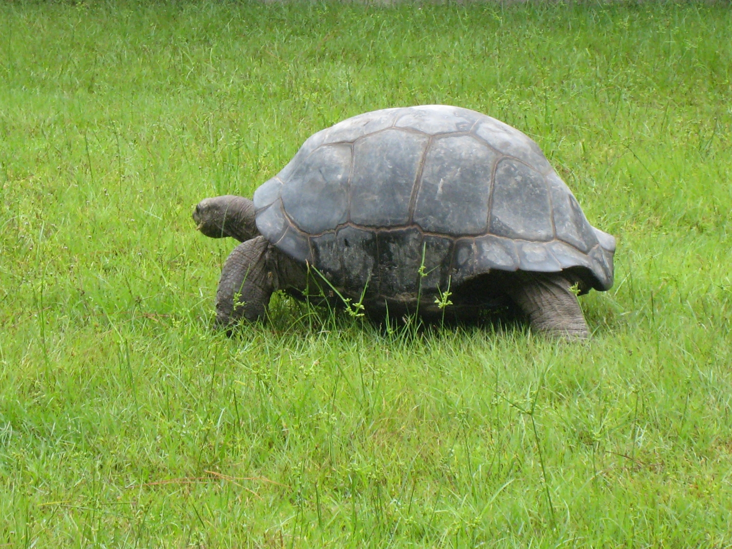 ALDABRA BREEDER