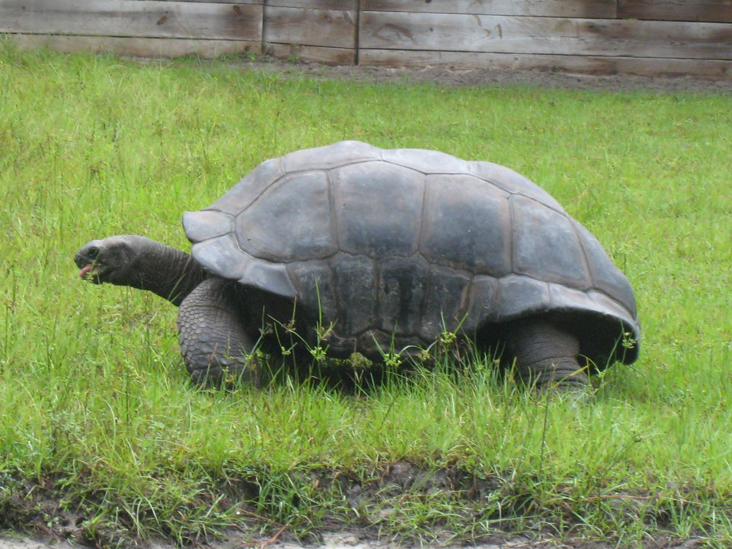 ALDABRA BREEDER