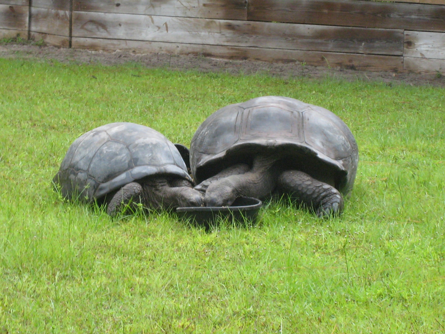 ALDABRA BREEDER