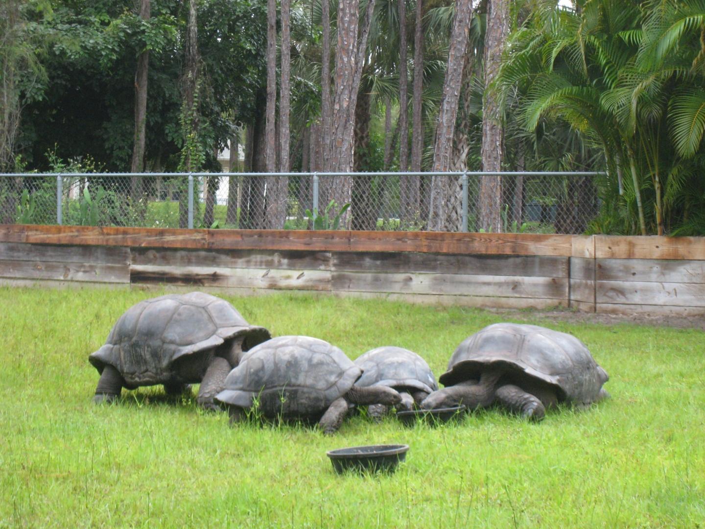 ALDABRA BREEDER