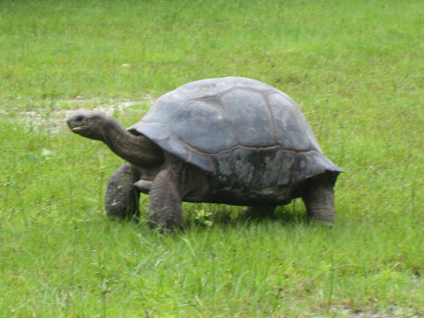 ALDABRA BREEDER